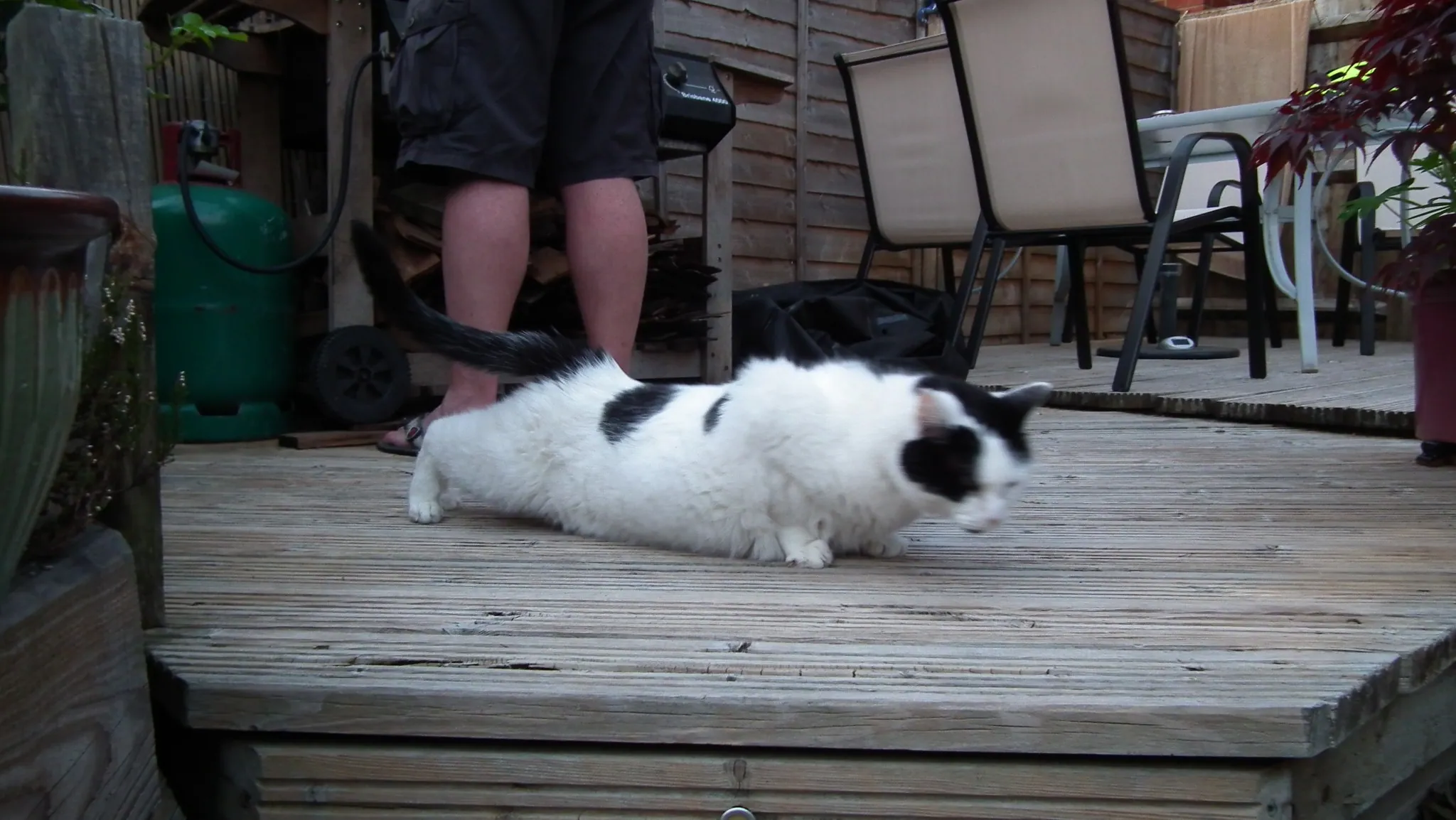 E22 sous chef marshall aka petes puppycat   22 may (3)